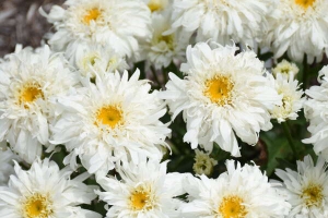 Leucanthemum 'Marshmallow' 